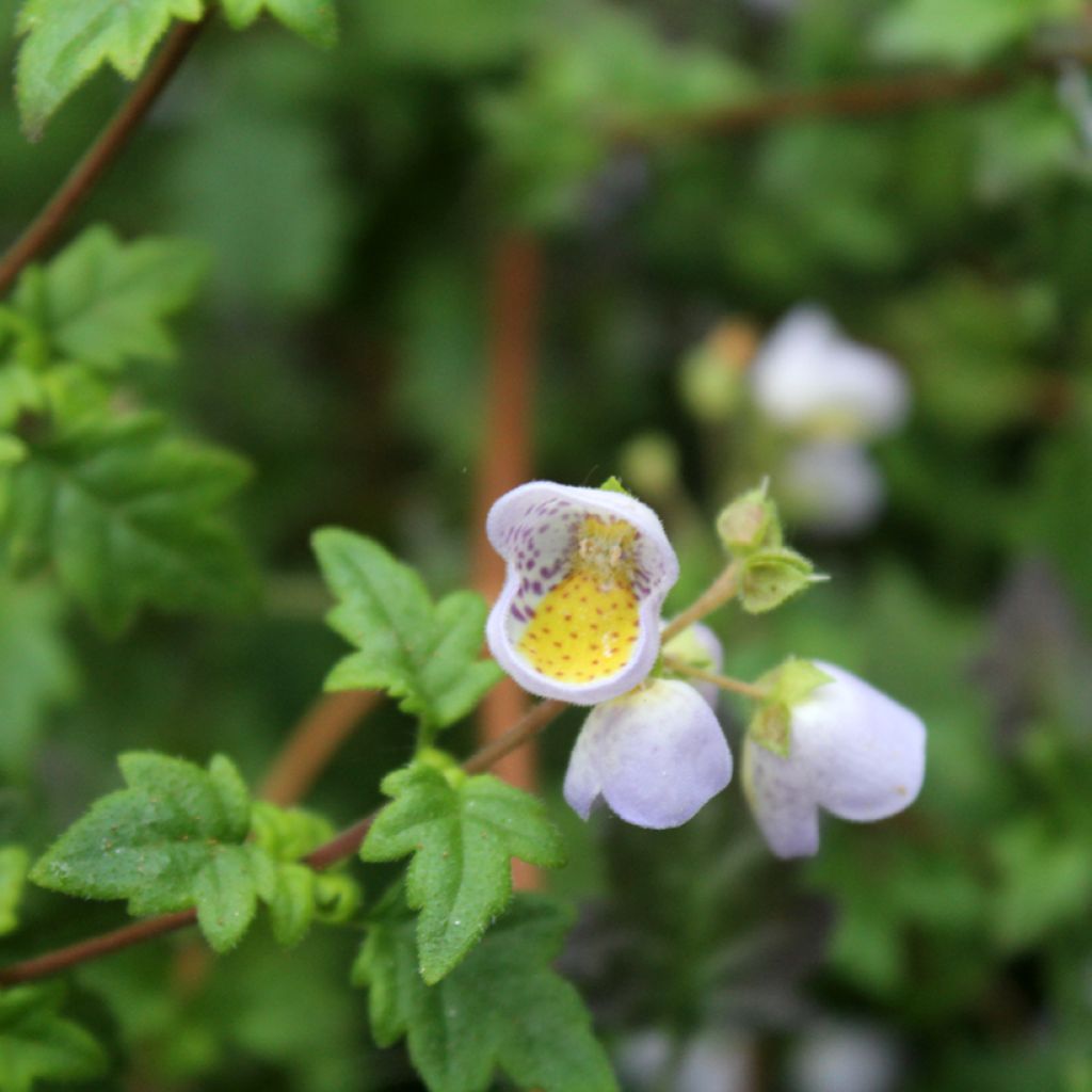 Jovellana violacea