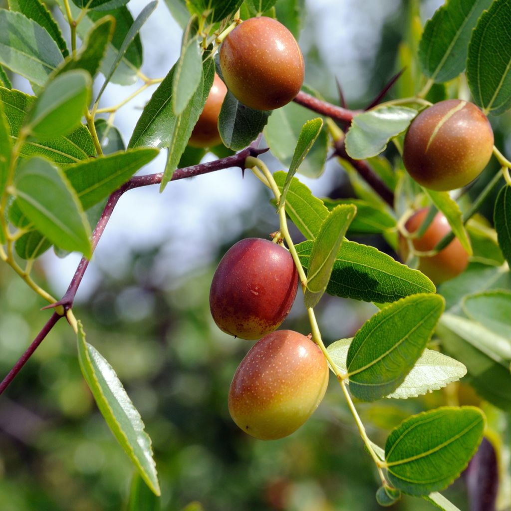 Chinesische Jujube Dongzao - Ziziphus jujuba