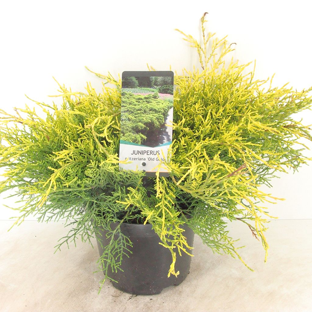 Juniperus pfitzeriana Old Gold - Genévrier