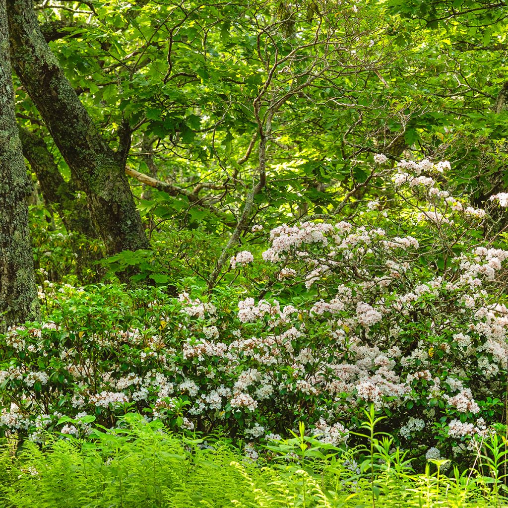 Lorbeerrose - Kalmia latifolia