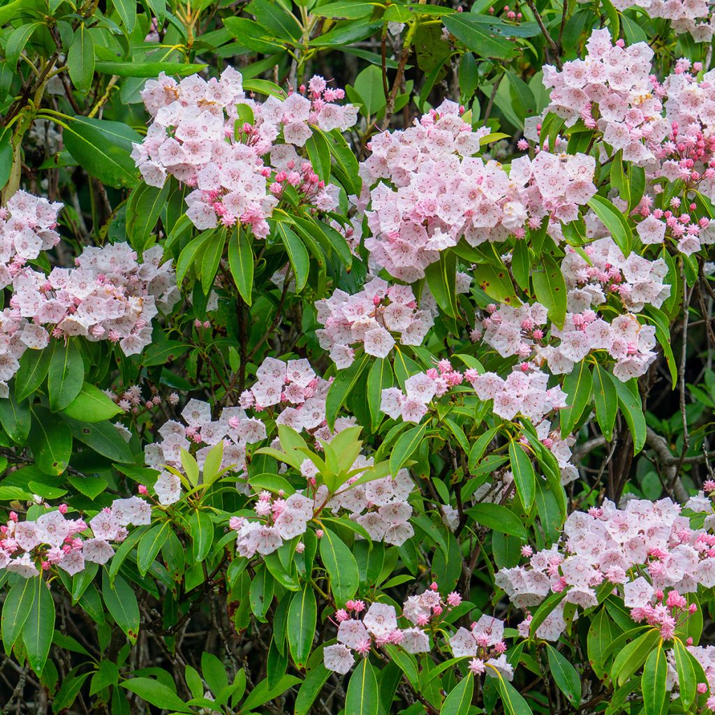 Lorbeerrose - Kalmia latifolia