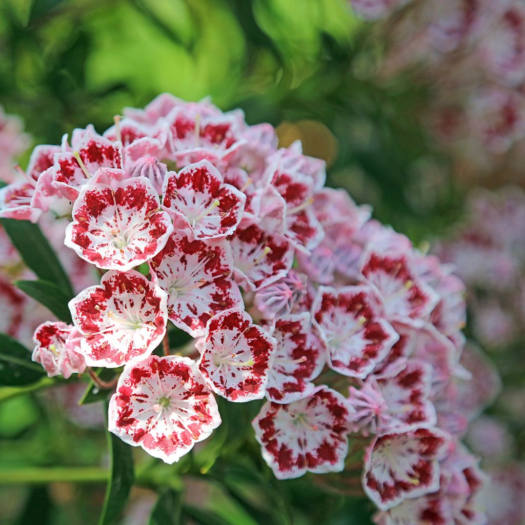 Lorbeerrose Minuet - Kalmia latifolia