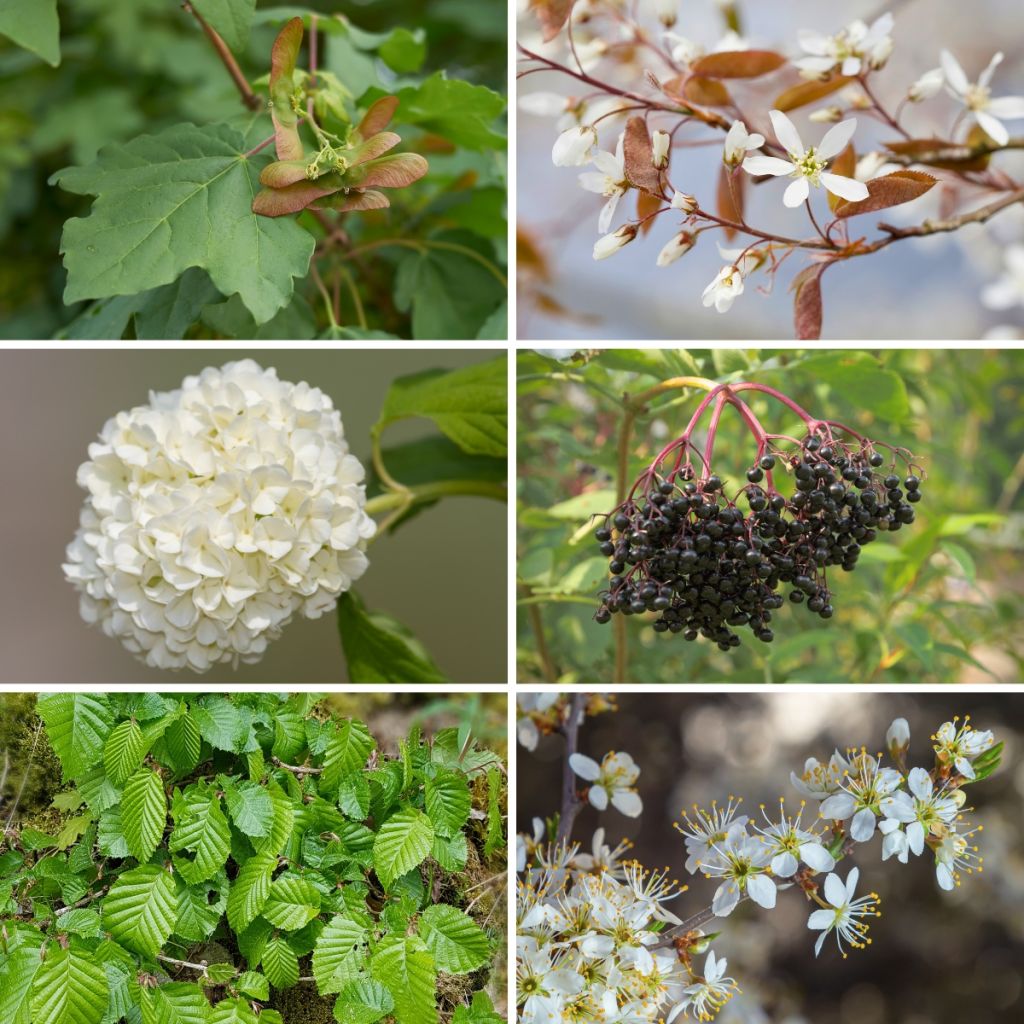 Preiswert-Strauch-Kollektion für Waldhecke