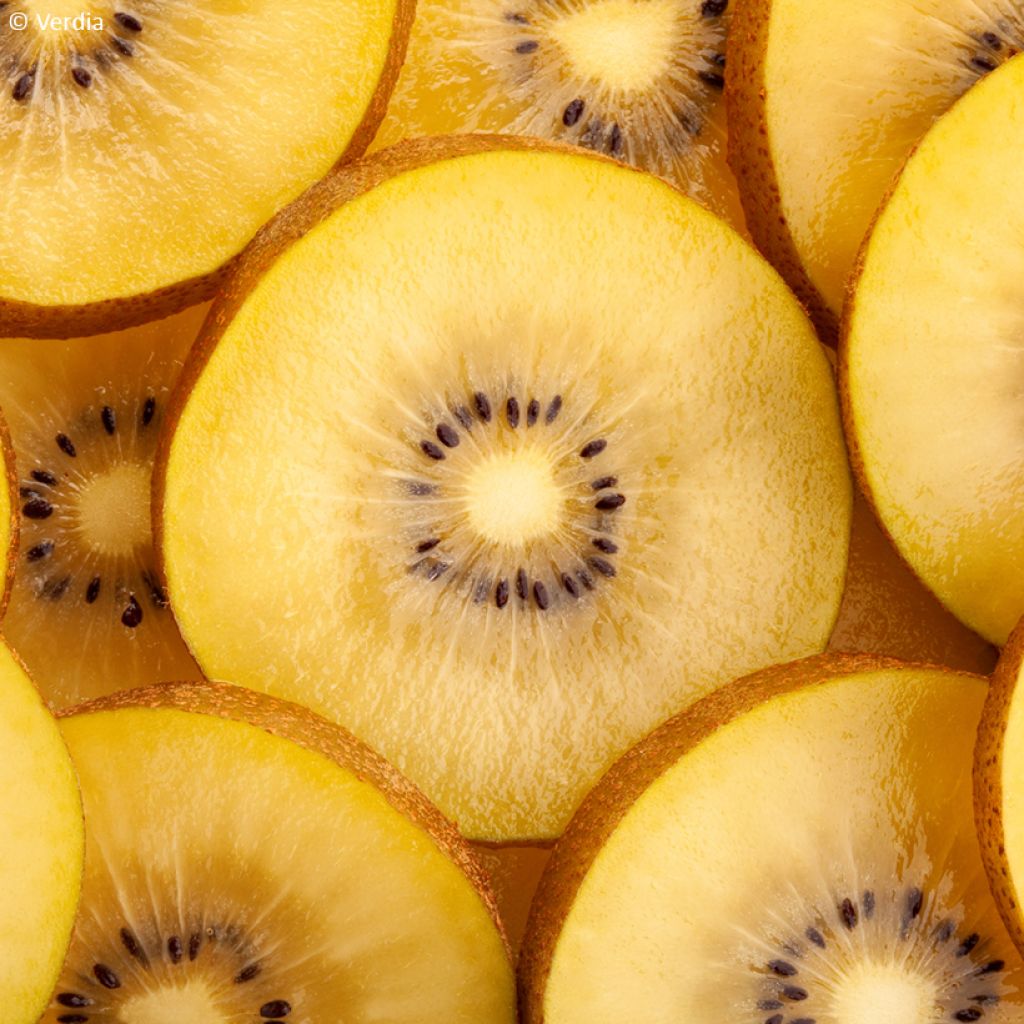 Actinidia deliciosa kiw'Happy (Weiblich) - Chinesischer Strahlengriffel