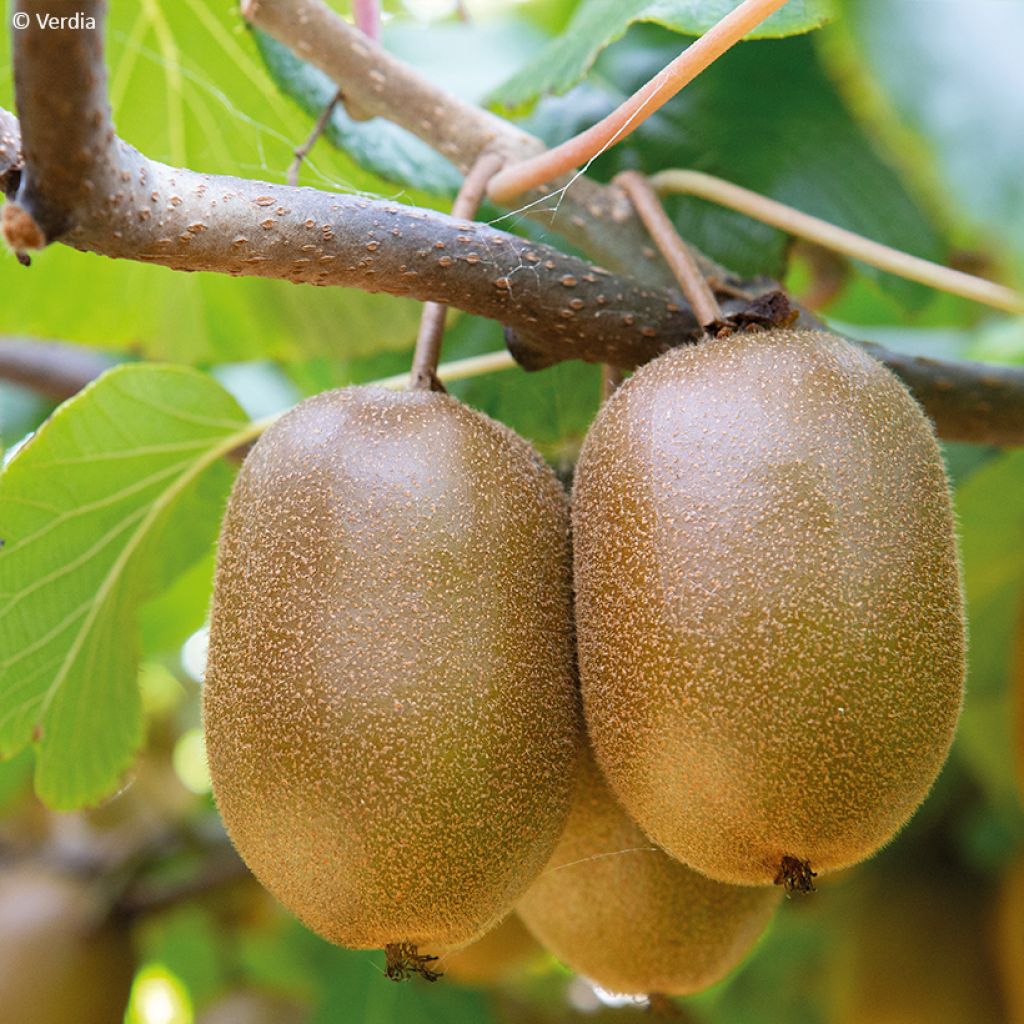 Actinidia deliciosa kiw'Happy (Weiblich) - Chinesischer Strahlengriffel