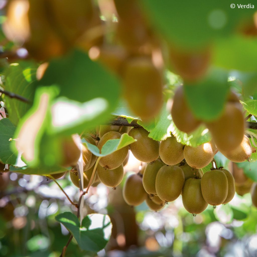 Actinidia deliciosa kiw'Happy (Weiblich) - Chinesischer Strahlengriffel