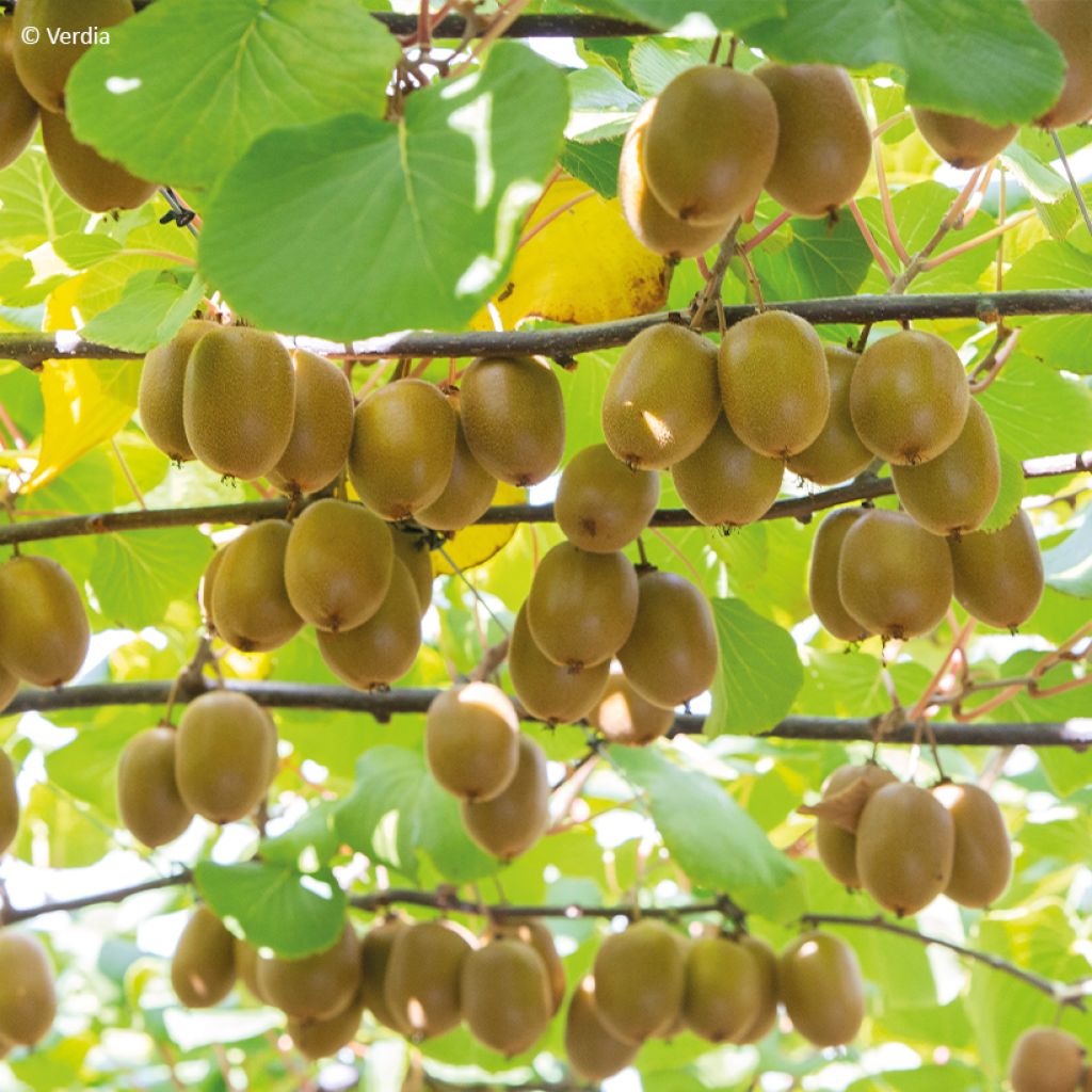 Actinidia deliciosa kiw'Happy (Weiblich) - Chinesischer Strahlengriffel