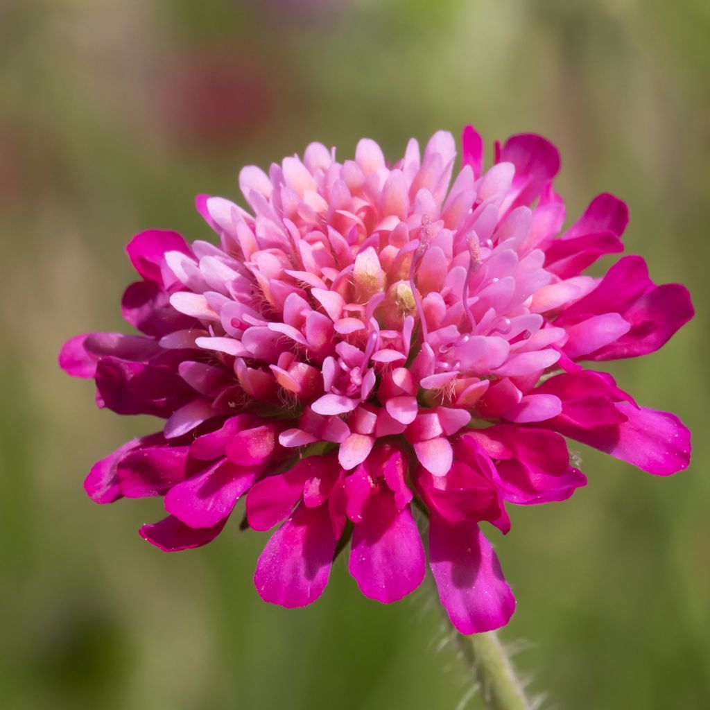 Mazedonische Witwenblume Melton Pastels -Knautia macedonica