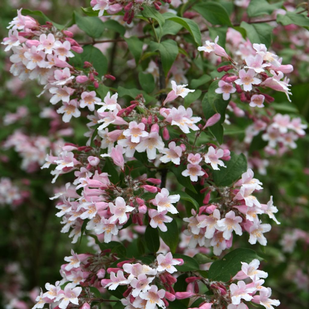 Kolkwitzia amabilis Pink Cloud - Scheinweigelie