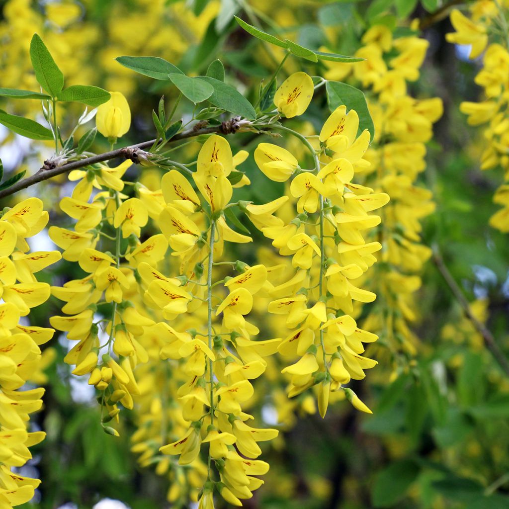 Laburnum anagyroides (samen) - Gewöhnlicher Goldregen