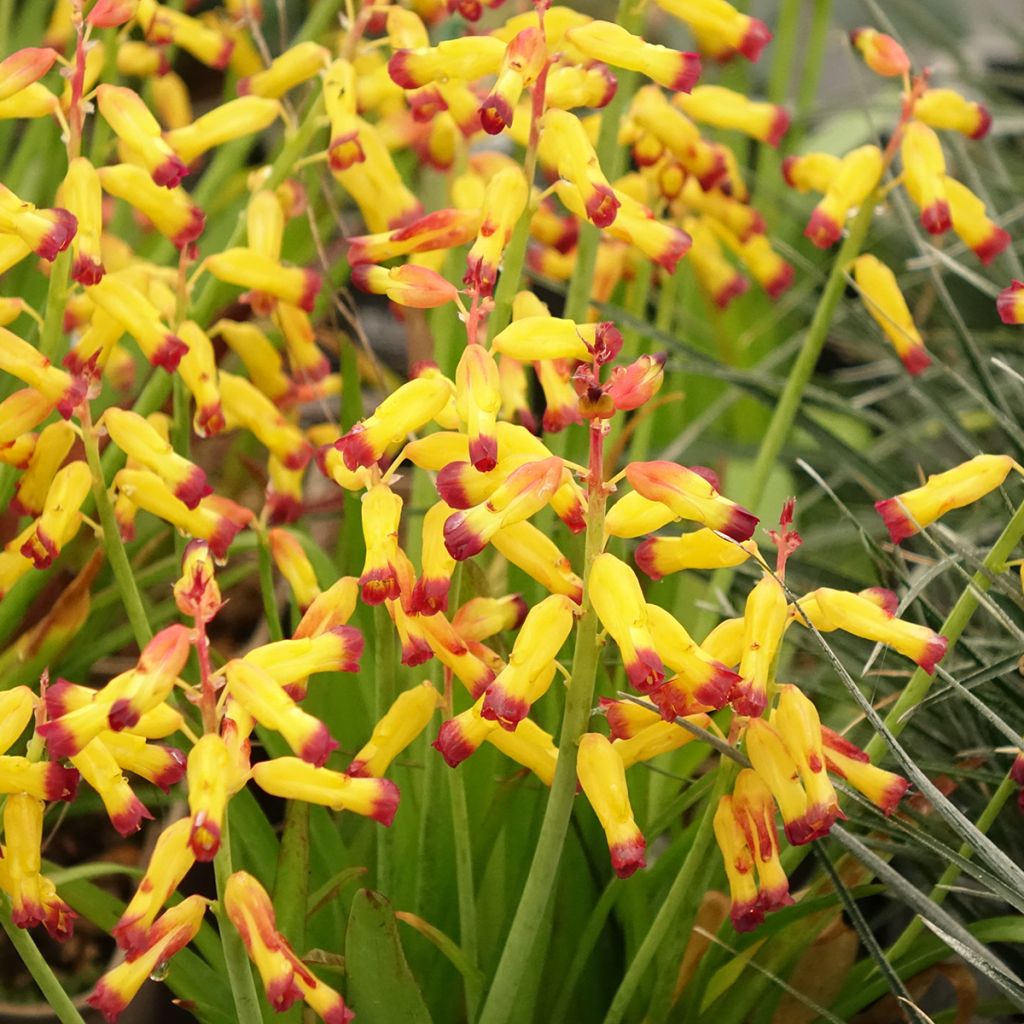 Lachenalia African Beauty Namakwa - Lachenalie