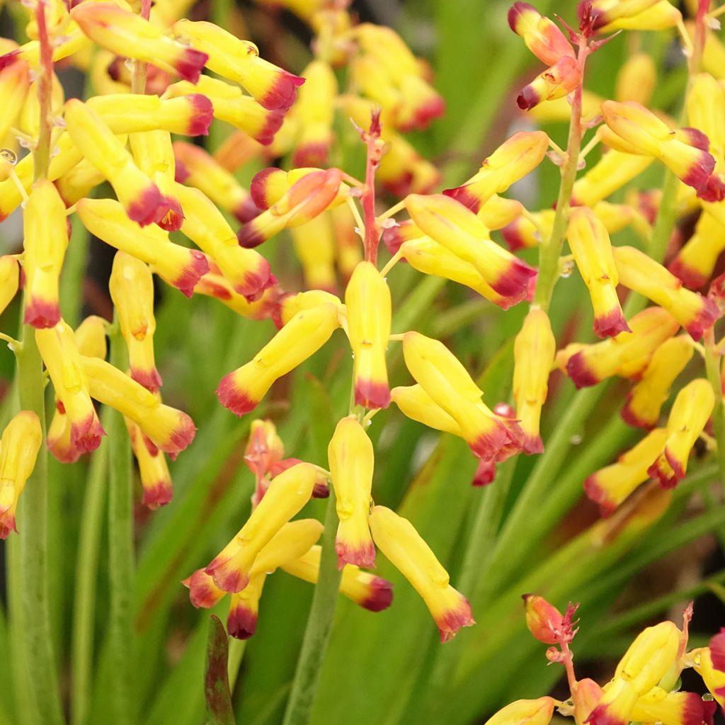 Lachenalia African Beauty Namakwa - Lachenalie