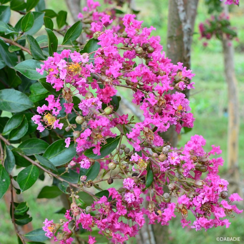 Chinesische Kräuselmyrte Mimie Rose - Lagerstroemia indica 