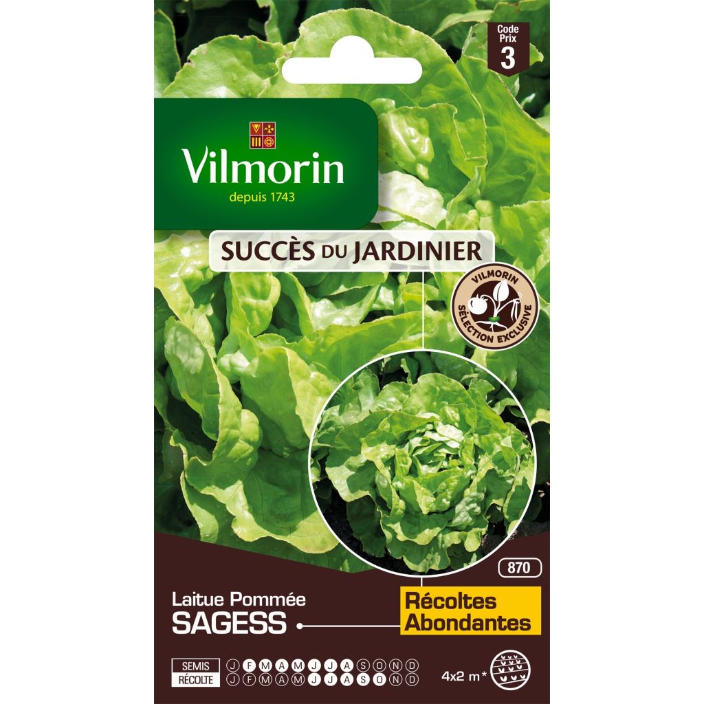 Kopfsalat Sagess