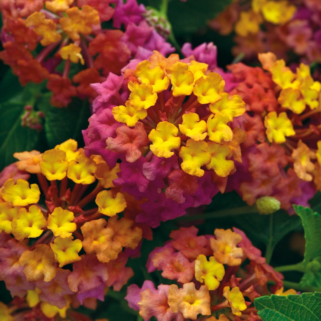 Lantana camara PassionFruit - Wandelröschen