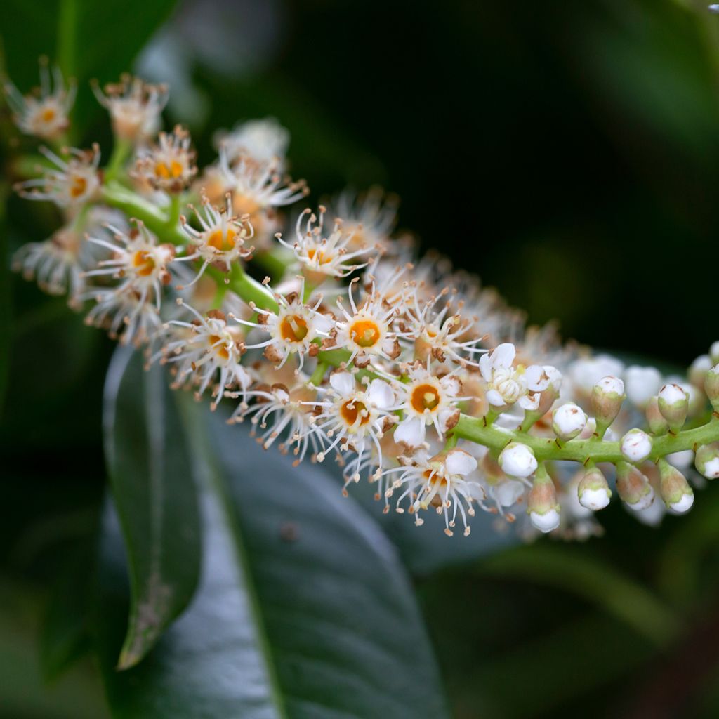 Kirschlorbeer Genolia - Prunus laurocerasus