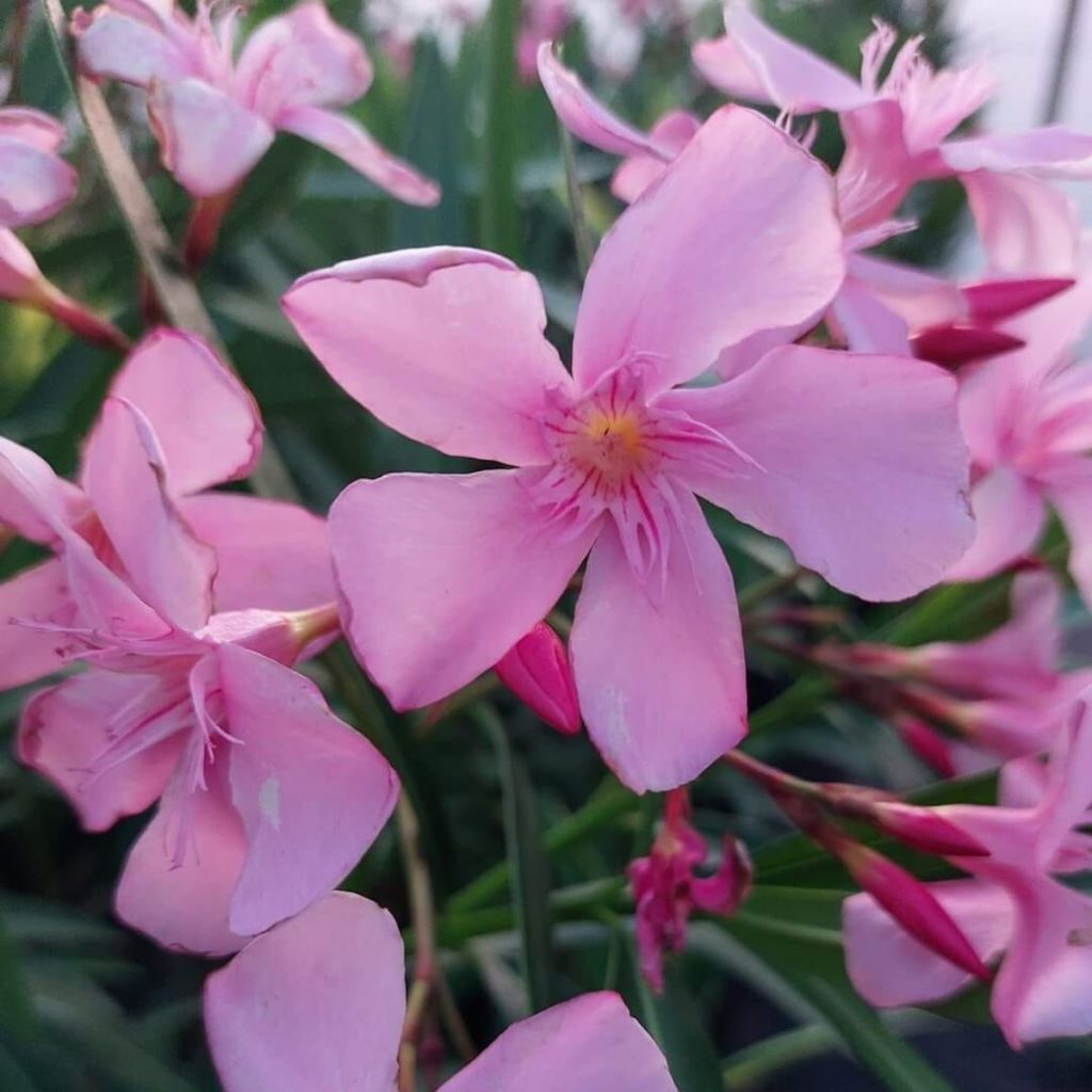Oleander Magaly – Nerium oleander