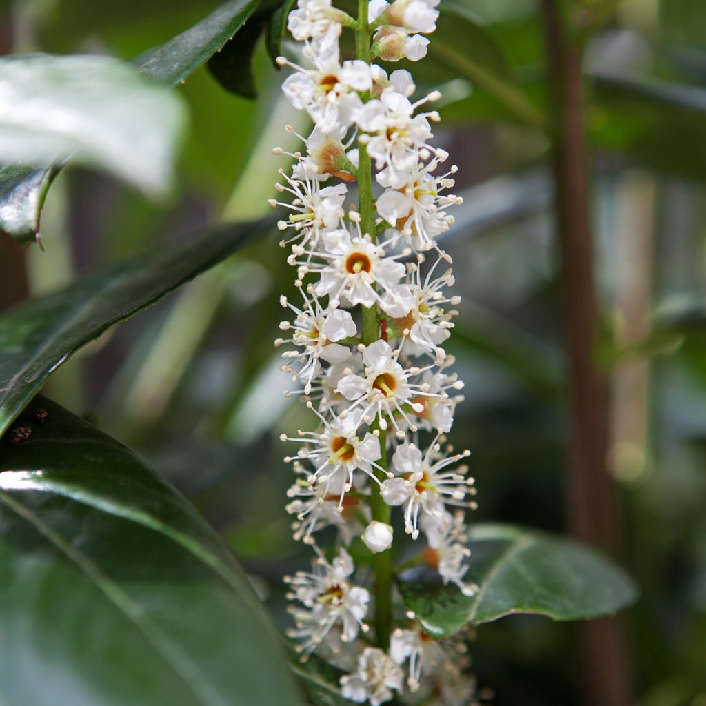 Kirschlorbeer Caucasica - Prunus laurocerasus