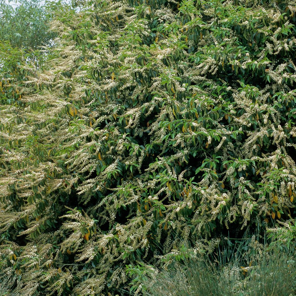 Portugiesische Lorbeerkirsche - Prunus lusitanica