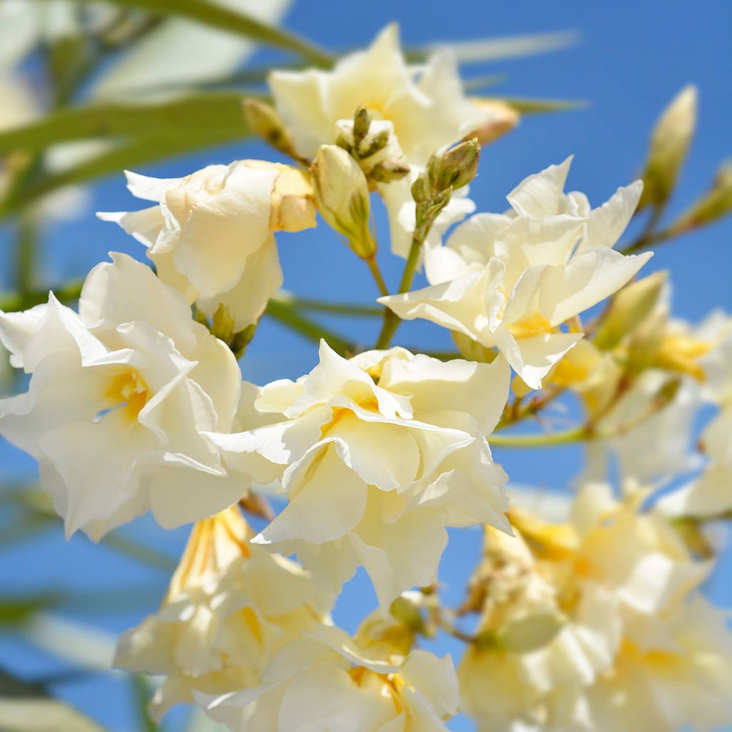 Oleander Luteum Plenum - Nerium