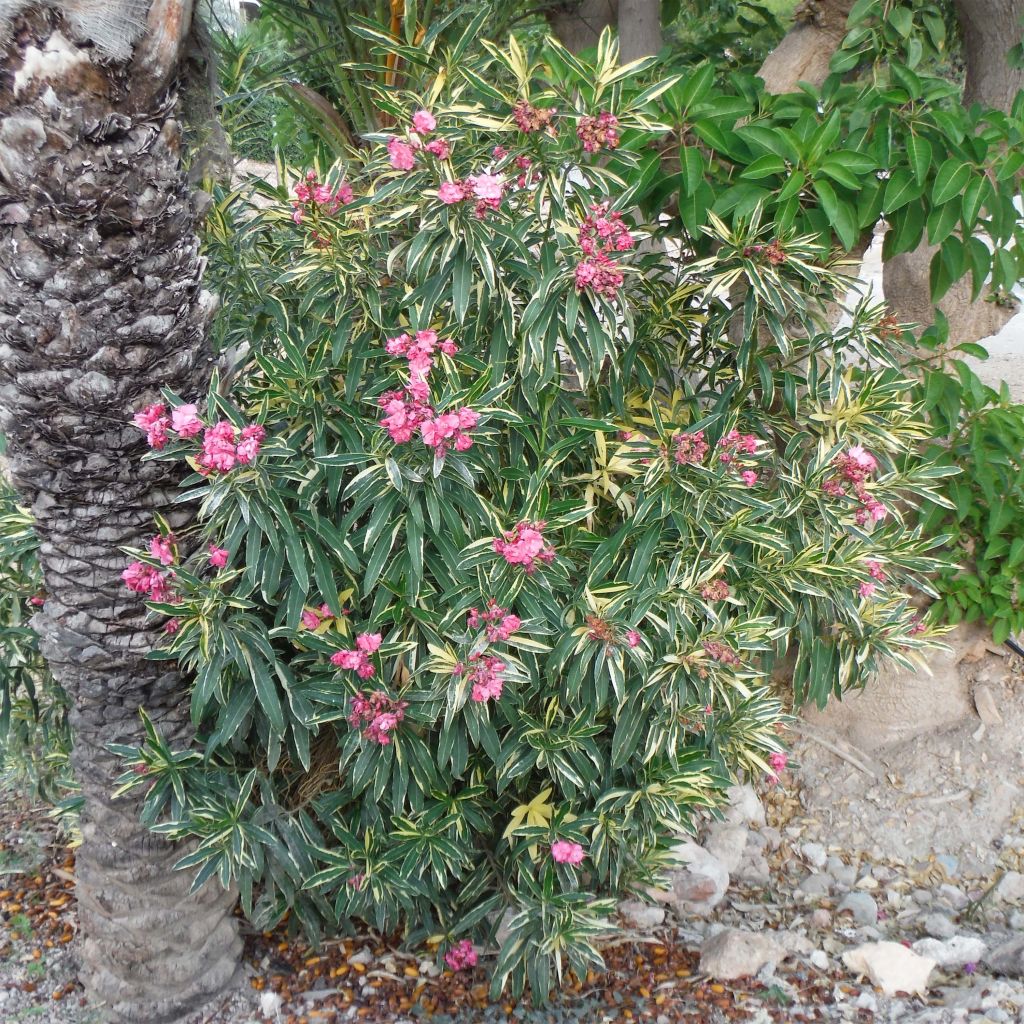 Oleander Variegata - Nerium