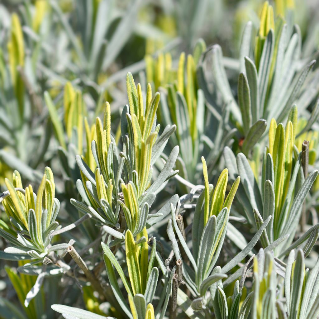 Lavandula intermedia Platinum Blonde - Provence-Lavendel