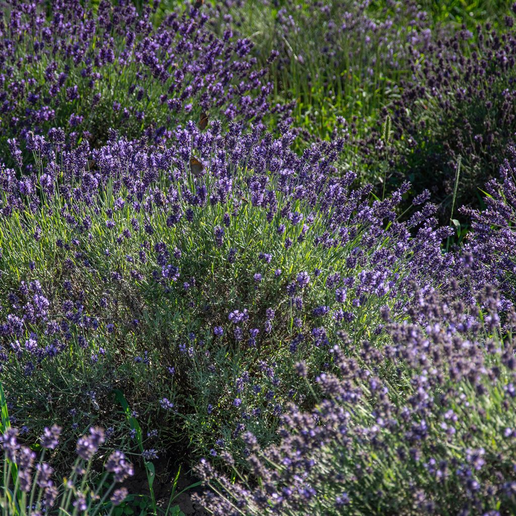 Lavandula angustifolia Havana - Echter Lavendel