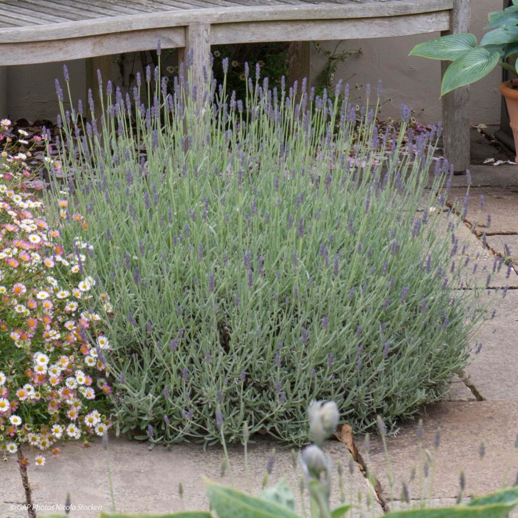 Lavandula Richard Gray - Lavendel
