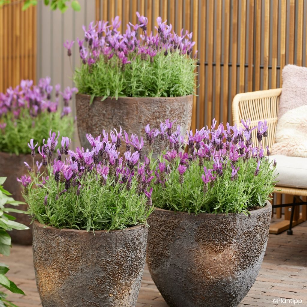 Lavandula stoechas Bella Toscane - Schopf-Lavendel