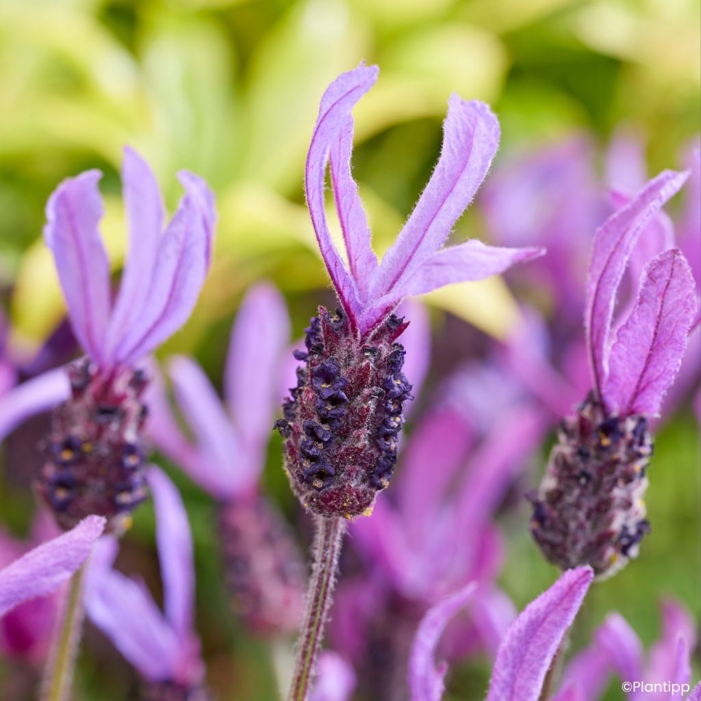Lavandula stoechas Bella Toscane - Schopf-Lavendel