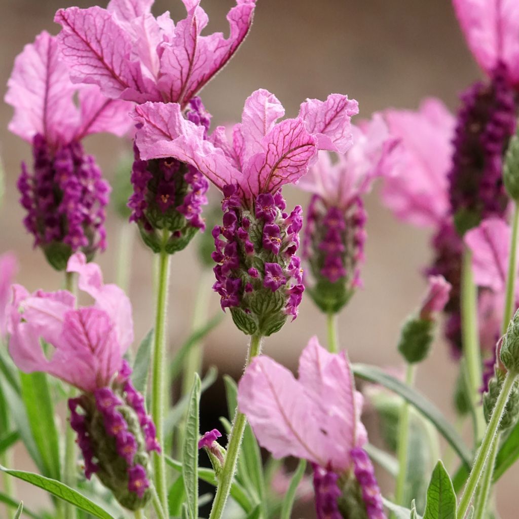 Lavandula stoechas The Princess - Schopf-Lavendel