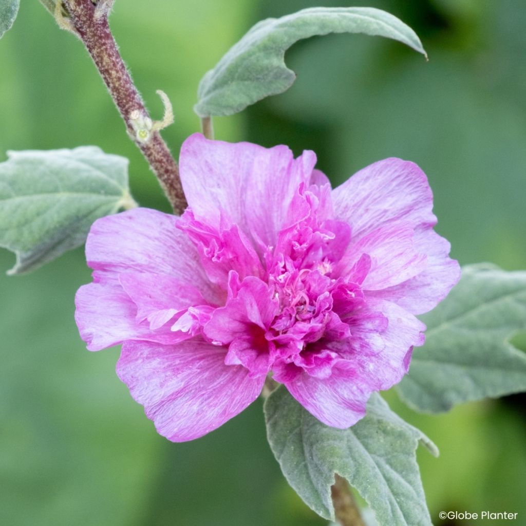 Buschmalve Princess Pink - Lavatera