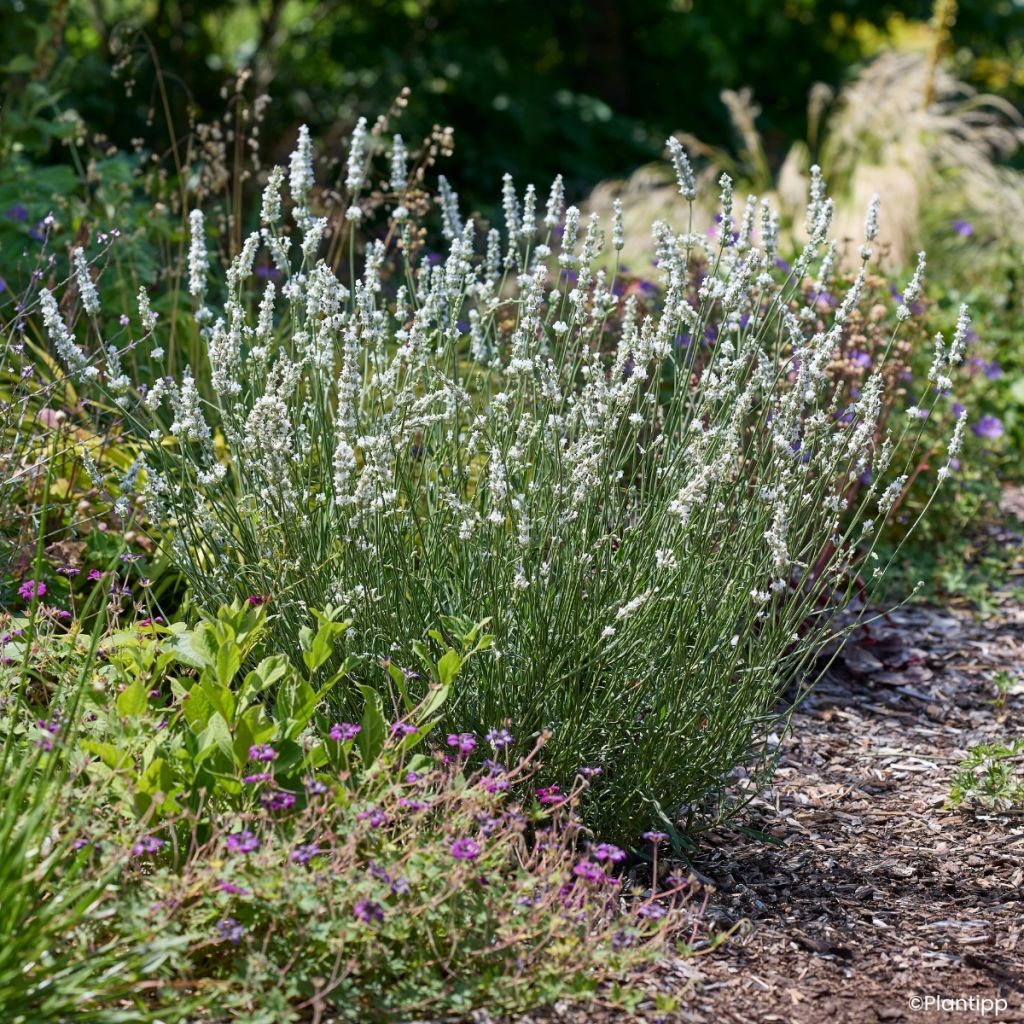 Lavandula intermedia Exceptional - Provence-Lavendel