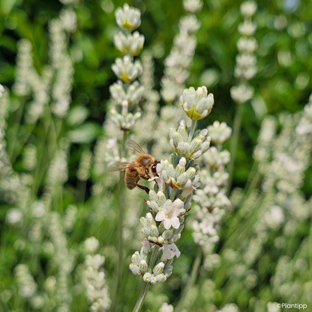 Lavandula intermedia Exceptional - Provence-Lavendel