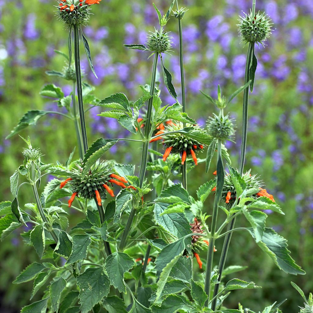 Leonotis nepetifolia (samen) - Kleinblättriges Löwenohr
