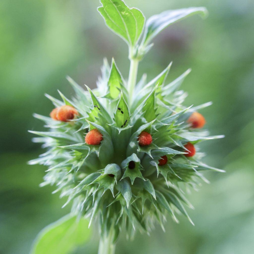 Leonotis nepetifolia (samen) - Kleinblättriges Löwenohr
