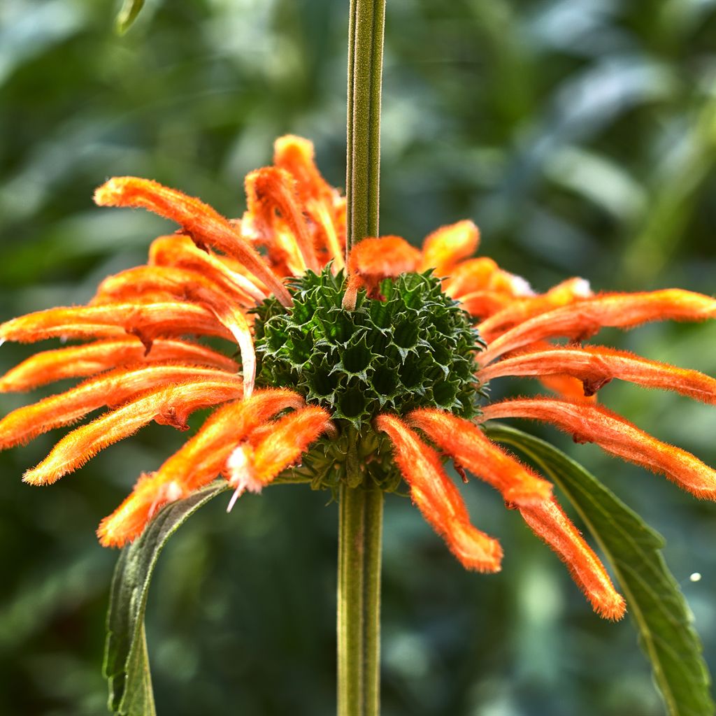 Leonotis nepetifolia (samen) - Kleinblättriges Löwenohr