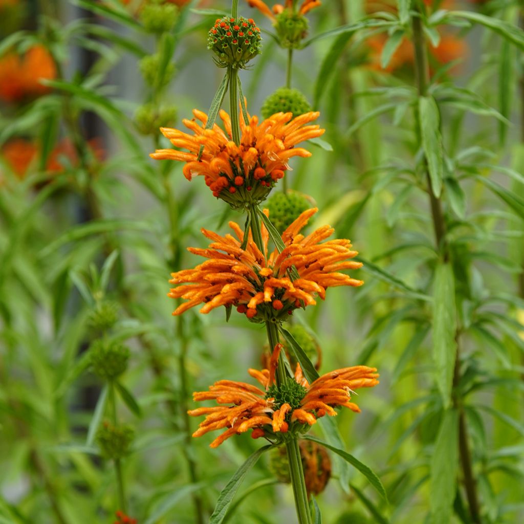 Leonotis nepetifolia (samen) - Kleinblättriges Löwenohr