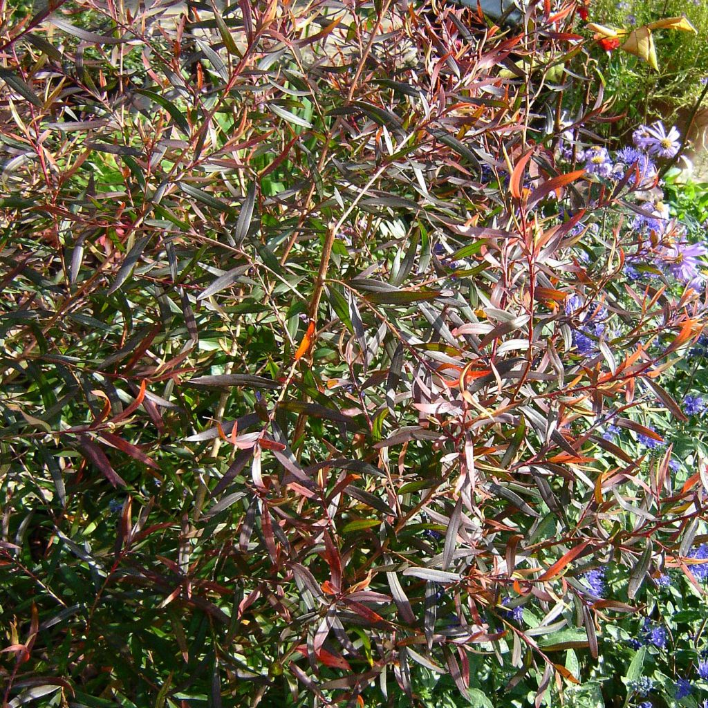 Leptospermum macrocarpum Copper Sheen - Steinsame