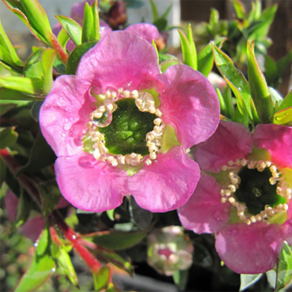 Leptospermum Karo Spectro Bay - Steinsame