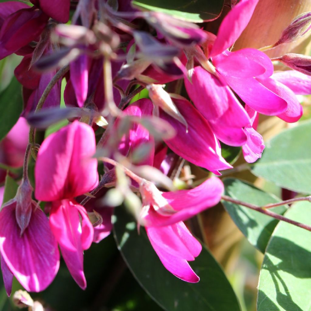 Lespedeza thunbergii Gibraltar - Buschklee