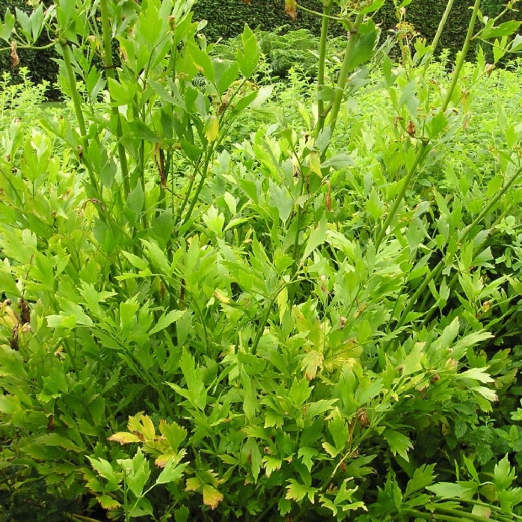 Liebstöckel - Levisticum officinale