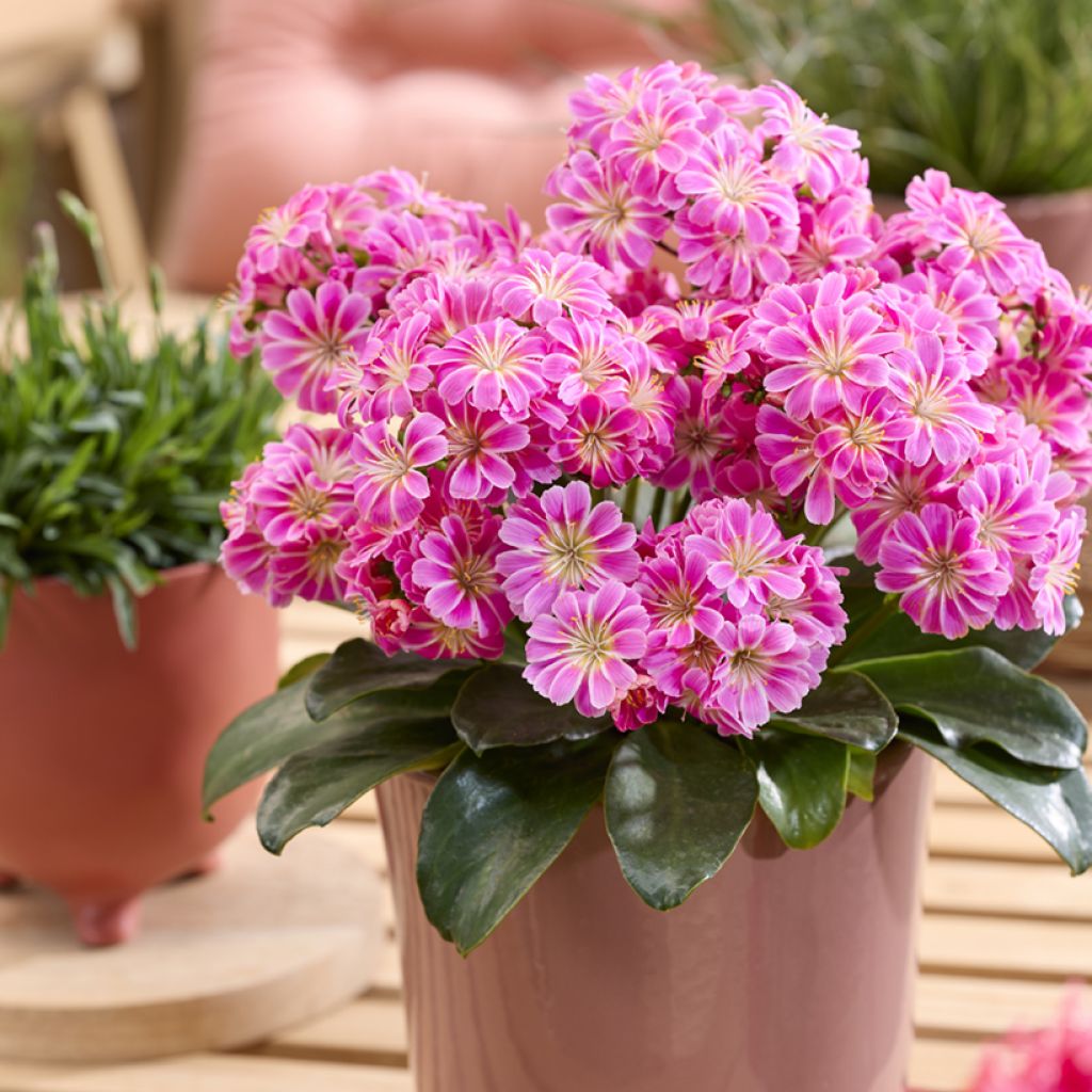 Lewisia Safira Tropic Pink - Bitterwurz