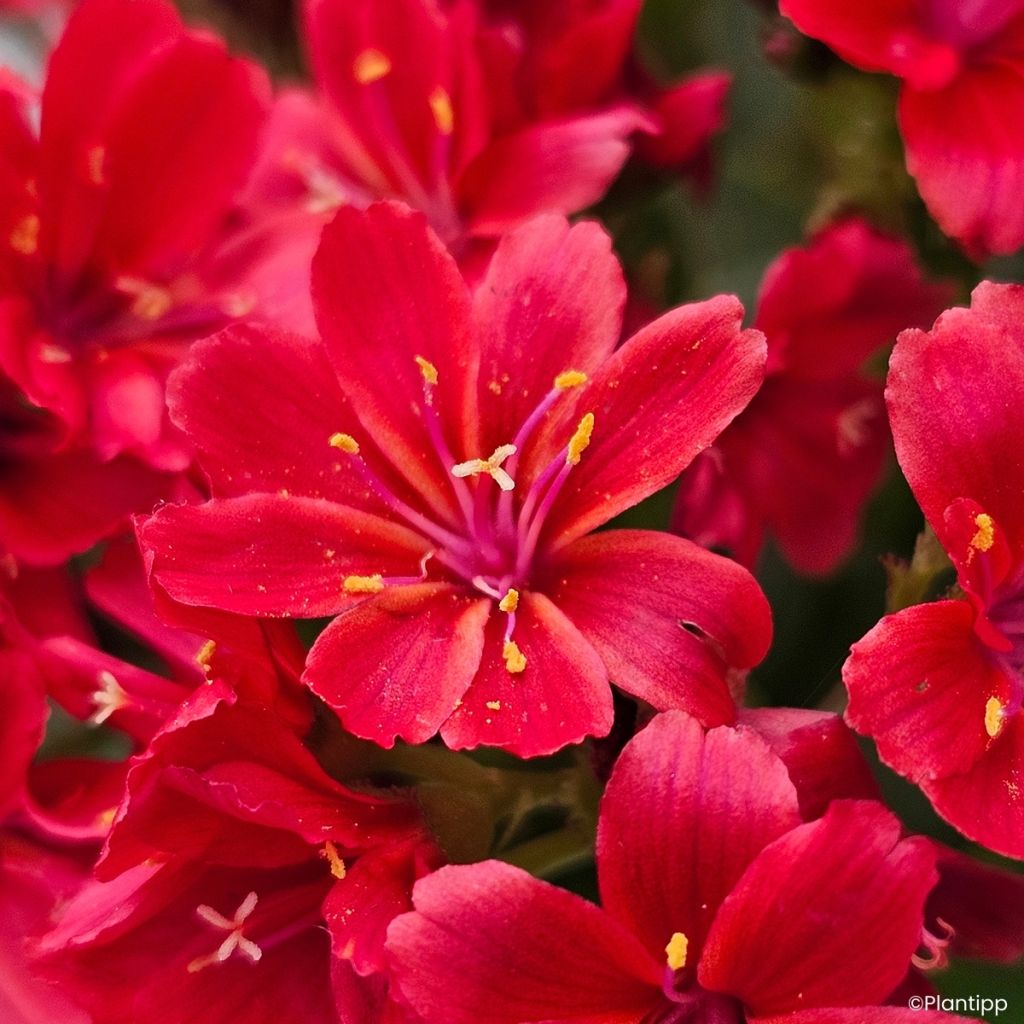 Lewisia Sunset Glow - Bitterwurz,