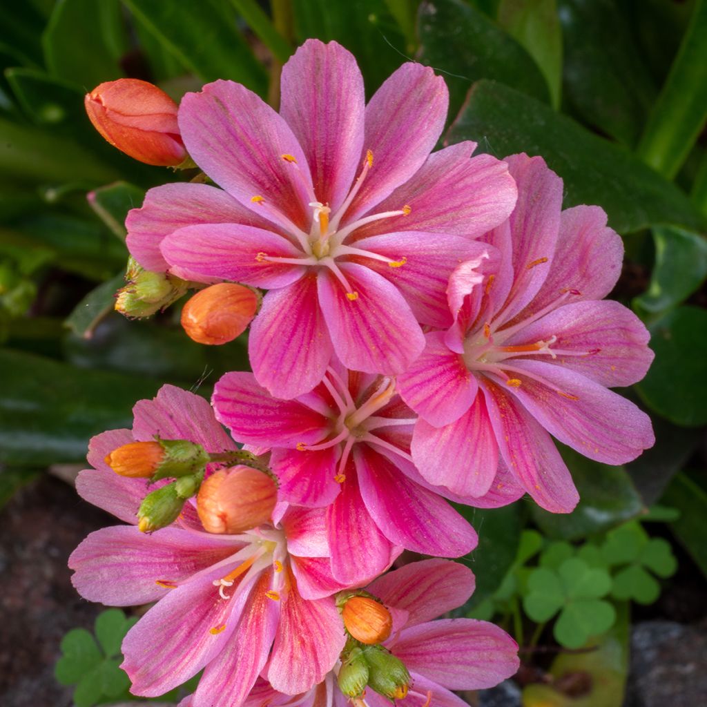 Lewisia Little Raspberry - Bitterwurz