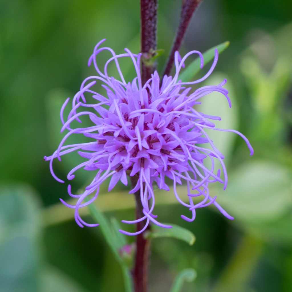 Liatris ligulistylis - Prachtscharte