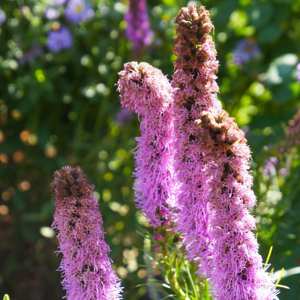 Ährige Prachtscharte Floristan Violett - Liatris spicata