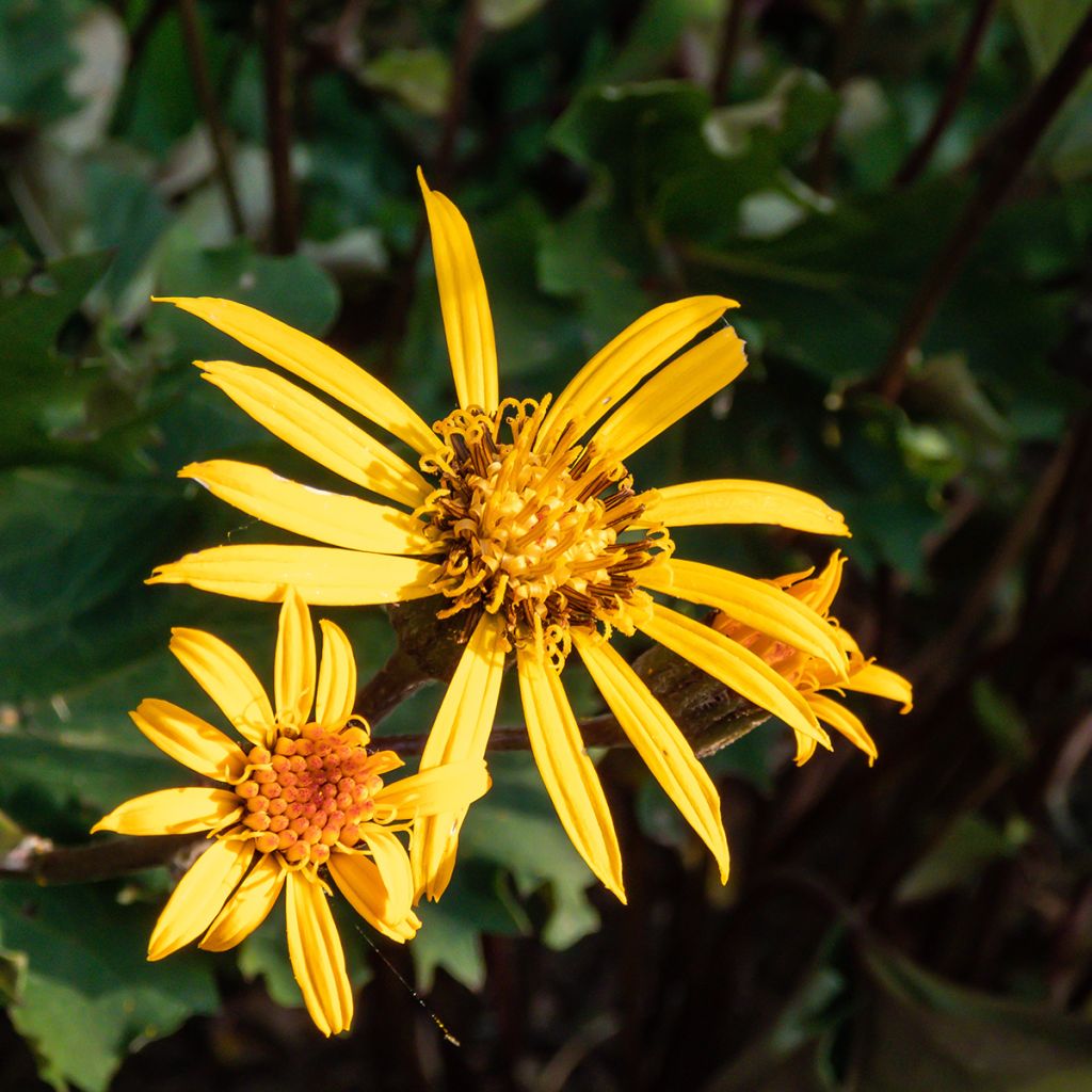 Ligularia Osiris Cafe Noir - Goldkolben