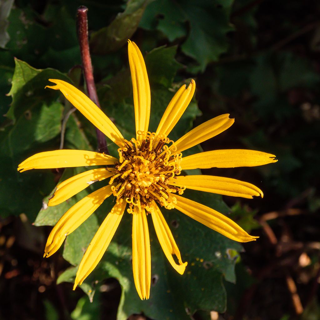 Ligularia Osiris Cafe Noir - Goldkolben