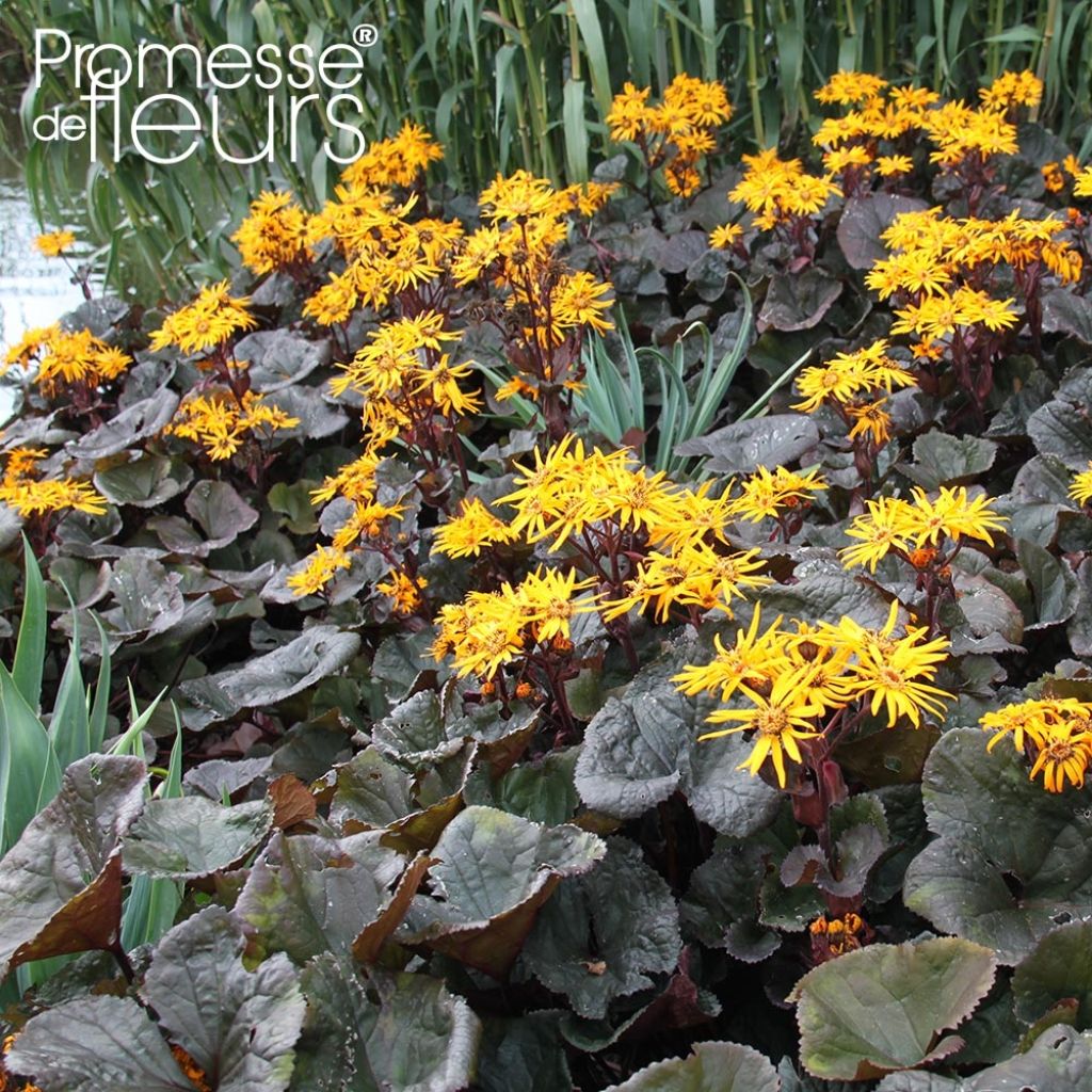Ligularia dentata Dark Beauty - Strauß-Goldkolben